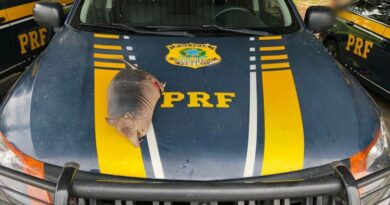 Crime ambiental: PRF flagra homem transportando animal silvestre morto na BR-222