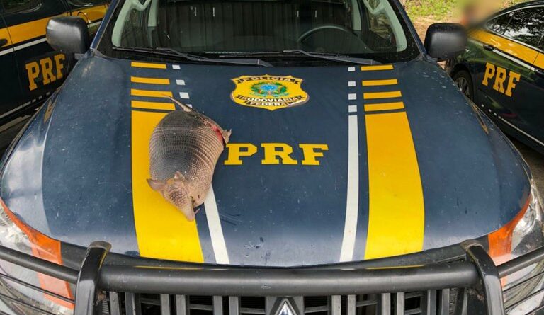 Crime ambiental: PRF flagra homem transportando animal silvestre morto na BR-222