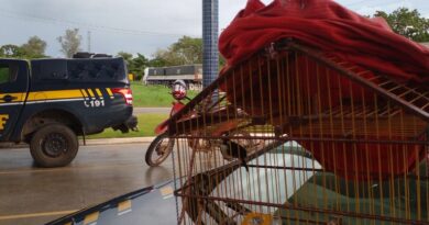 O condutor informou que adquiriu o pássaro silvestre na Cidade de Bacabal/MA e que estava levando o animal para sua residência.