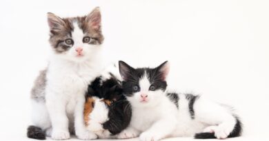 Vacinas são sinônimos de vida longa para os felinos