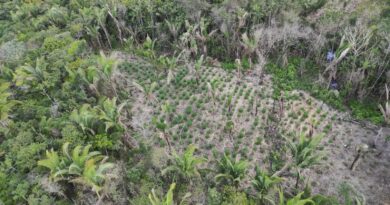 Operação Baixada Segura erradica plantios de maconha em Central-MA