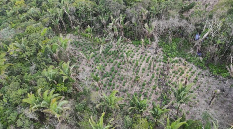 Operação Baixada Segura erradica plantios de maconha em Central-MA