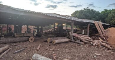 extração ilegal de madeira