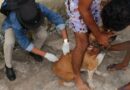 Prefeitura de Caxias (MA) inicia vacinação contra a raiva e visa imunizar 45 mil animais
