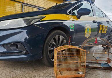 PRF resgata aves silvestres mantidas em cativeiro às margens da BR-010 no Maranhão