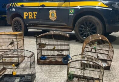 PRF resgata cinco aves silvestres mantidas ilegalmente em cativeiro na BR-010, no Maranhão