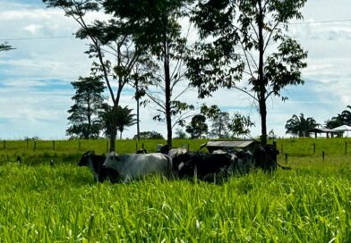Melhoramento genético amplia produtividade da pecuária leiteira no Maranhão