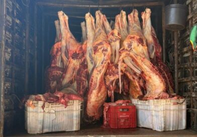 PRF flagra transporte irregular de quase seis toneladas de carne bovina na BR-230, em Balsas (MA)