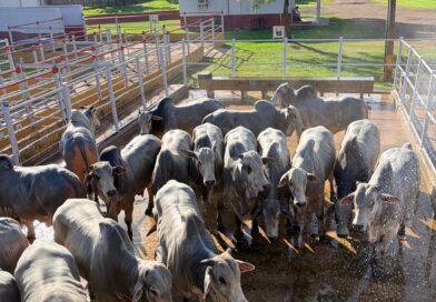 Fribal sedia 10ª etapa do Circuito Nelore de Qualidade no Maranhão