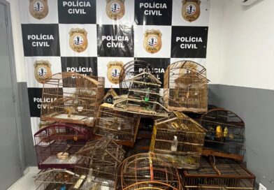 Polícia Civil apreende 28 aves silvestres mantidas ilegalmente em cativeiro em Raposa