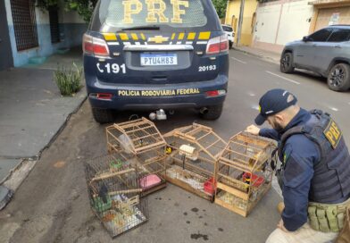 PRF resgata quatro aves silvestres mantidas em cativeiro irregular em Imperatriz (MA)